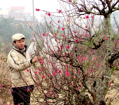 Tản mạn về vui xuân đón Tết ở hai miền đất nước - ảnh 1